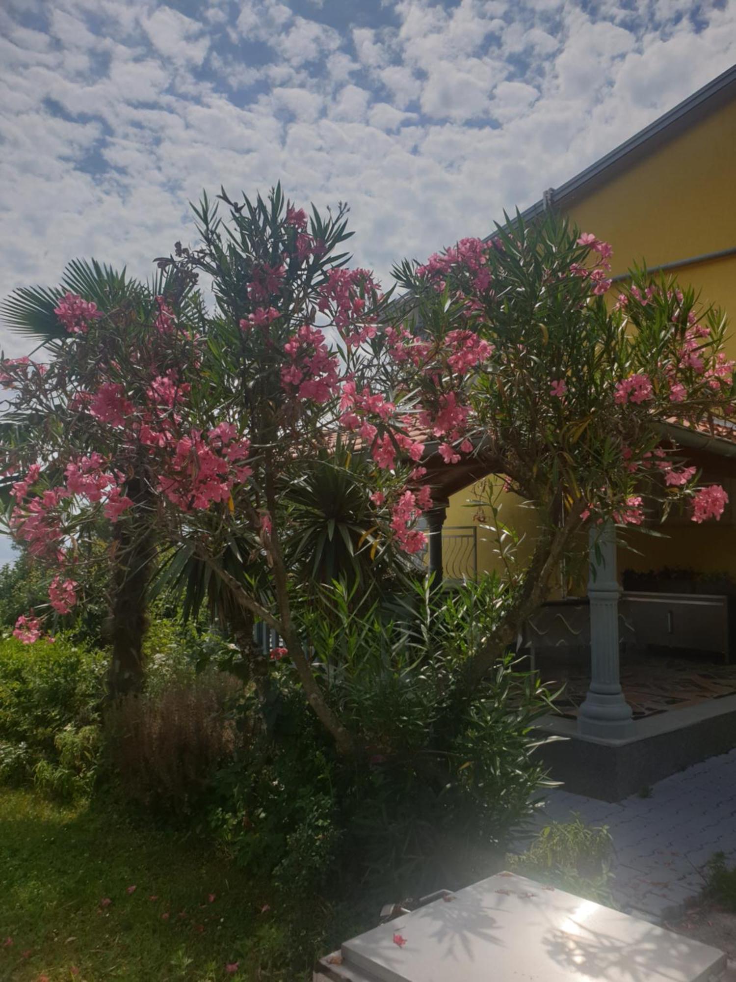 Apartmani Adria Opatija Dış mekan fotoğraf